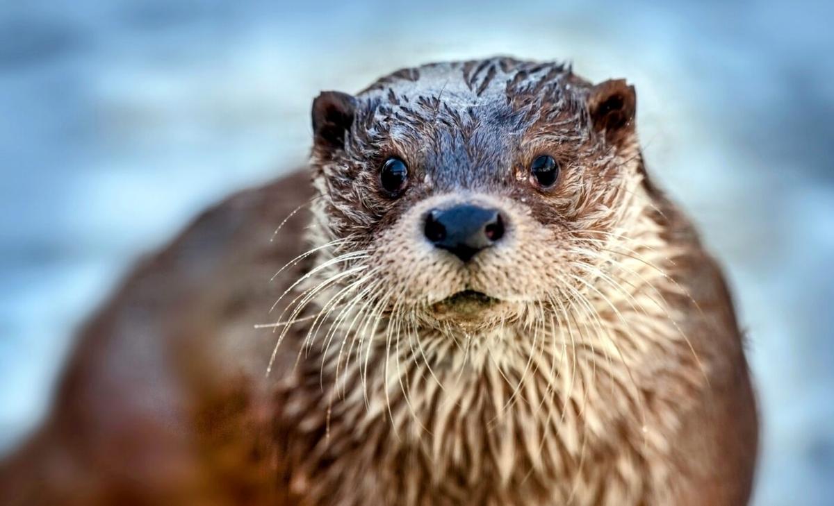 Eurasian otters threatened by urban development in Hong Kong