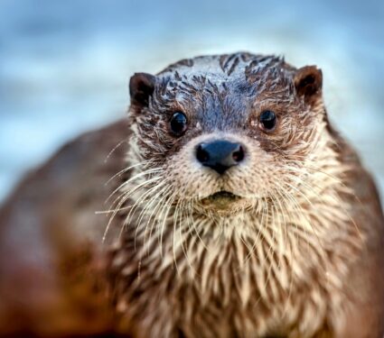 Eurasian-otter.jpg