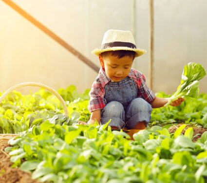 An,Asian,Boy,Is,Picking,Vegetables,From,A,Plot,In
