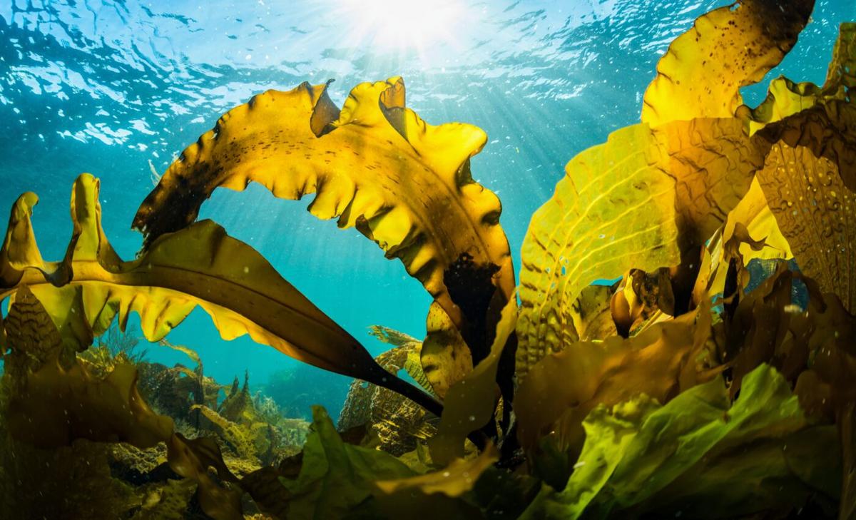 Europeans ate seaweed and freshwater plants for thousands of years
