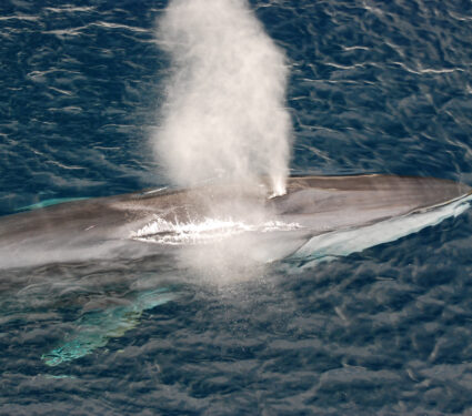 Fin,Whale