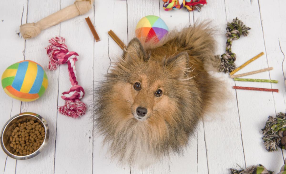 Do dogs prefer food or toys? Scientists conducted a study to find out