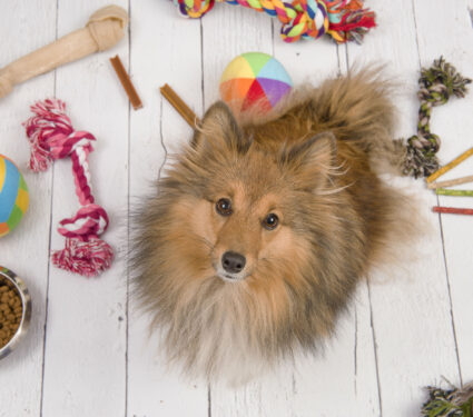 Adult,Shetland,Sheepdog,Seen,From,Above,Looking,Up,With,On