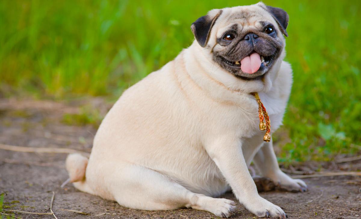 Surprising new insights into link between dog sterilization and obesity