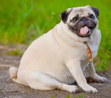 Little,Fat,Pug,Sitting,On,Sidewalk,In,Summer,Park.