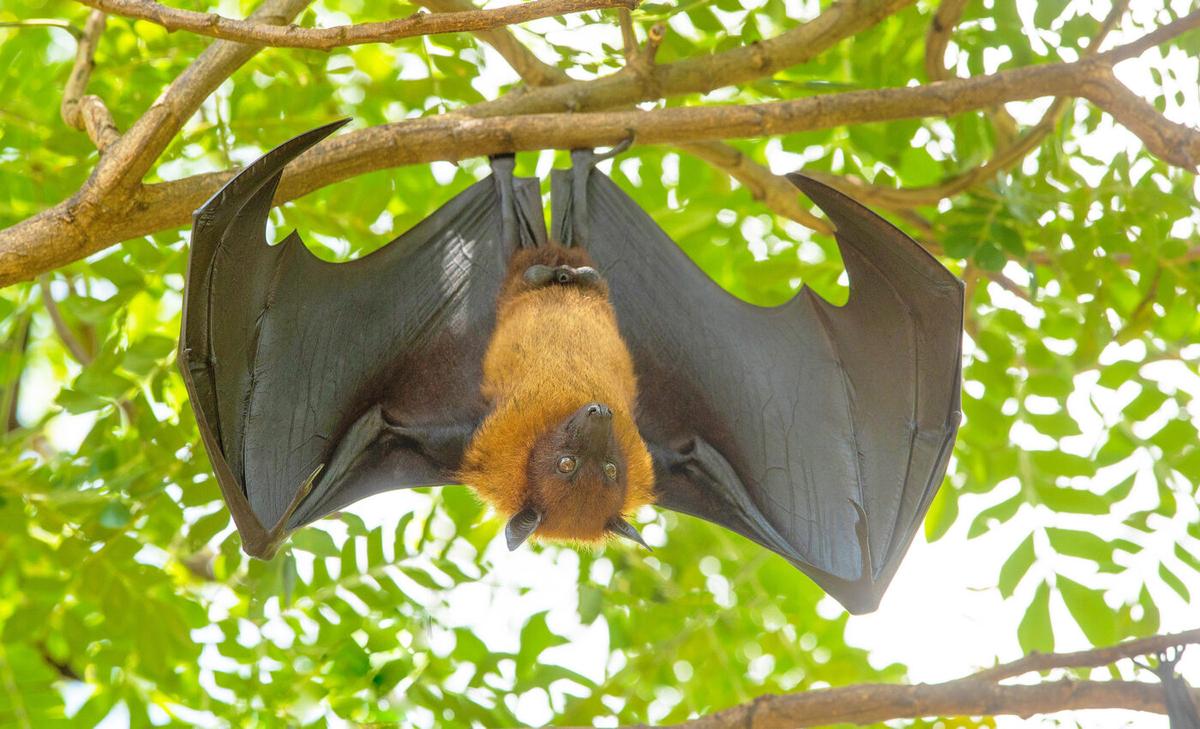 Bat genes are crucial in the fight against cancer
