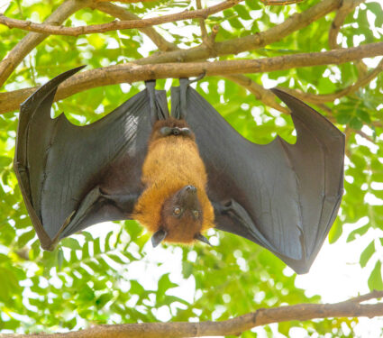 Bat,Hanging,Upside,Down,From,Tree,Brances,(,Lyle's,Flying
