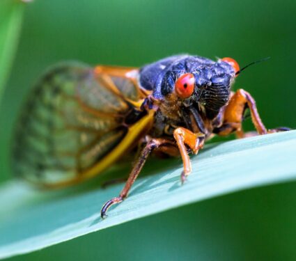 2023/10/Periodical-cicadas.jpg