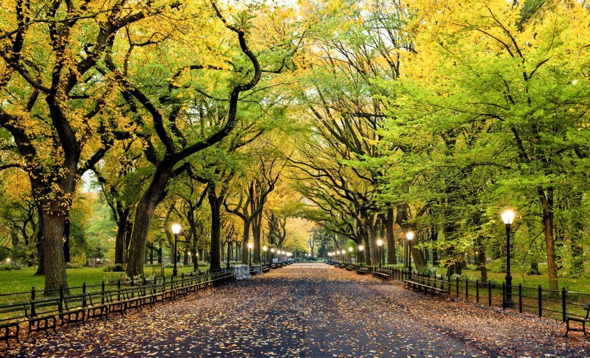 Neighborhood greenspaces boost health on a cellular level