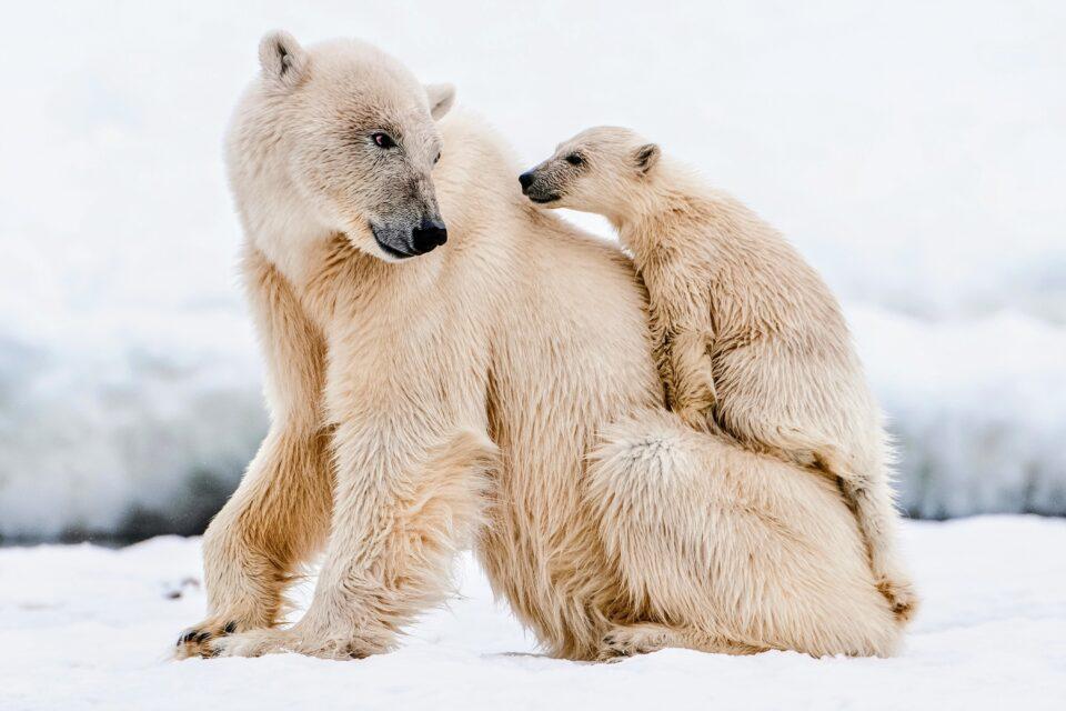 Radar imaging will help protect polar bears from human disturbances