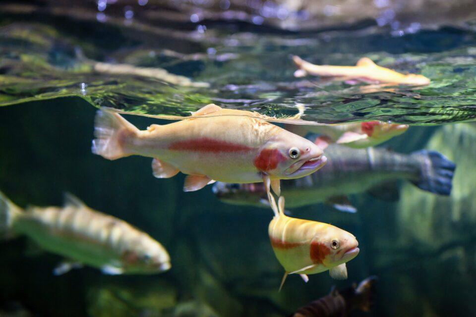 Drought conditions amplify river temperatures