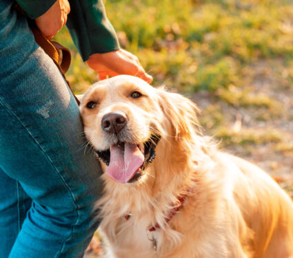 Closeup,Side,View,Smilling,Portrait,Of,Golden,Retriever,Dog,In