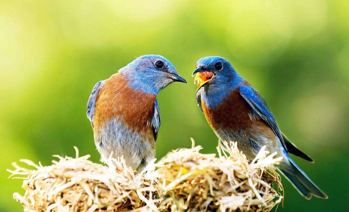 Bird reproduction suffers greatly during heat waves