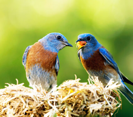 Western,,Bluebird,,Bird,,Couple,Male