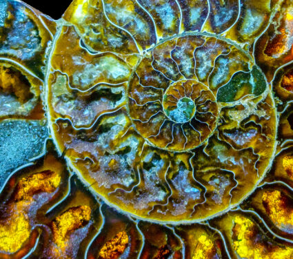 Closeup,Of,An,Ammonite,Prehistoric,Fossil,-,Detail