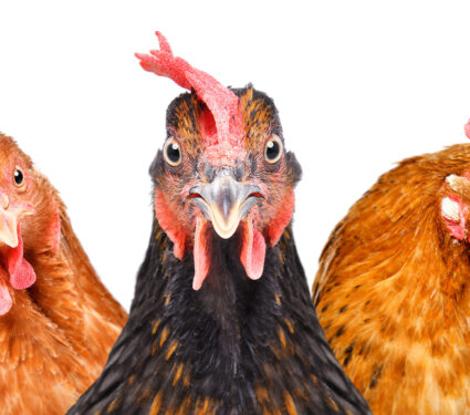 Portrait,Of,Three,Chickens,Isolated,On,White,Background