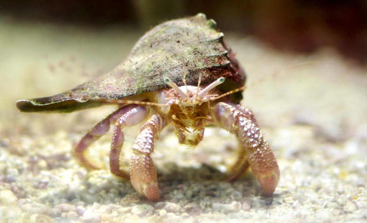 Disappearance of the Malvinoxhosan biota linked to climate change