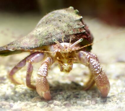 Malvinoxhosan-biota.jpg