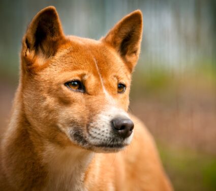 Dingoes.jpg