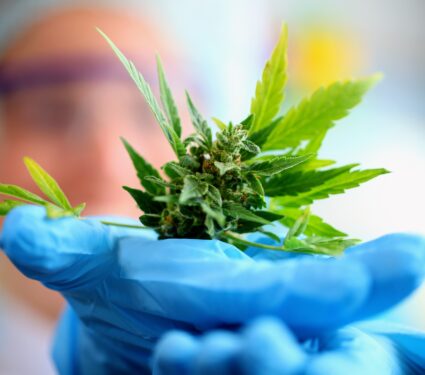 Cannabis-risk-.jpg