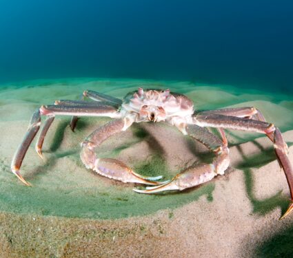 Snow-crabs.jpg