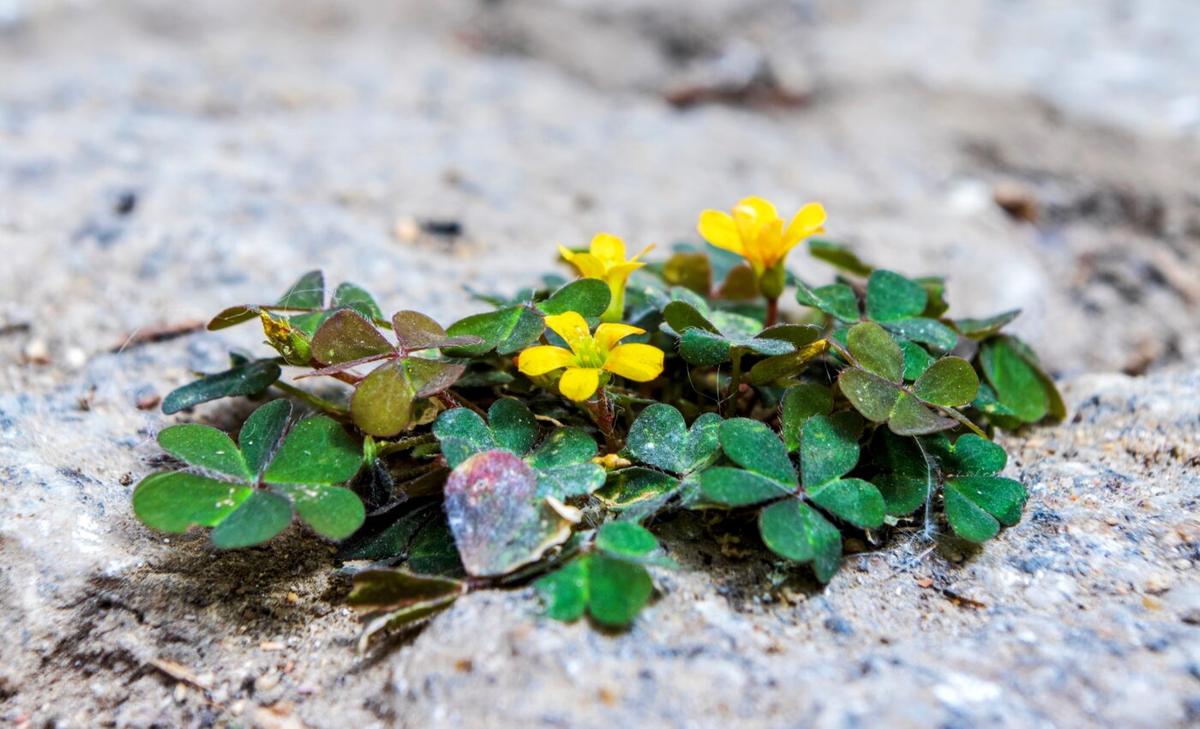 Creeping woodsorrels changed their color to adapt to urbanization 