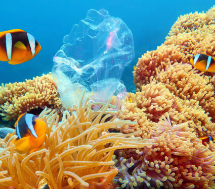Beautiful,Coral,Reef,With,Sea,Anemones,And,Clownfish,Polluted,With