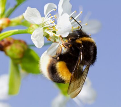 Bumblebee-energy.jpg