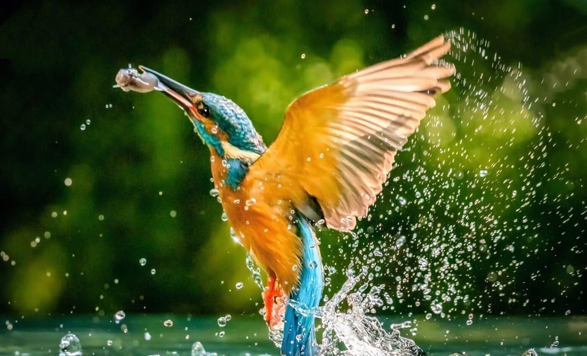 How do kingfishers dive without hurting their brains?