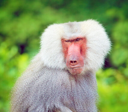 Hamadryas,Baboon,,Papio,Hamadryas,,From,Ethiopia,In,Africa.,Wild,Mammal