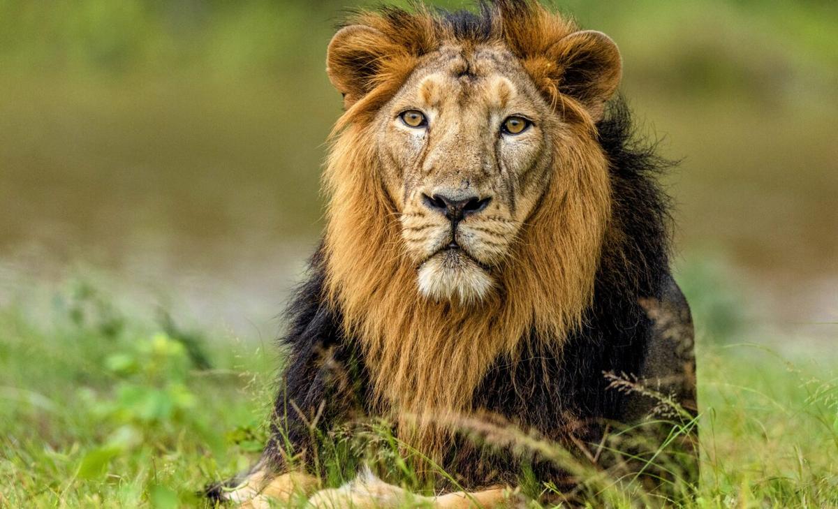 Animal diversity is driven by global precipitation patterns