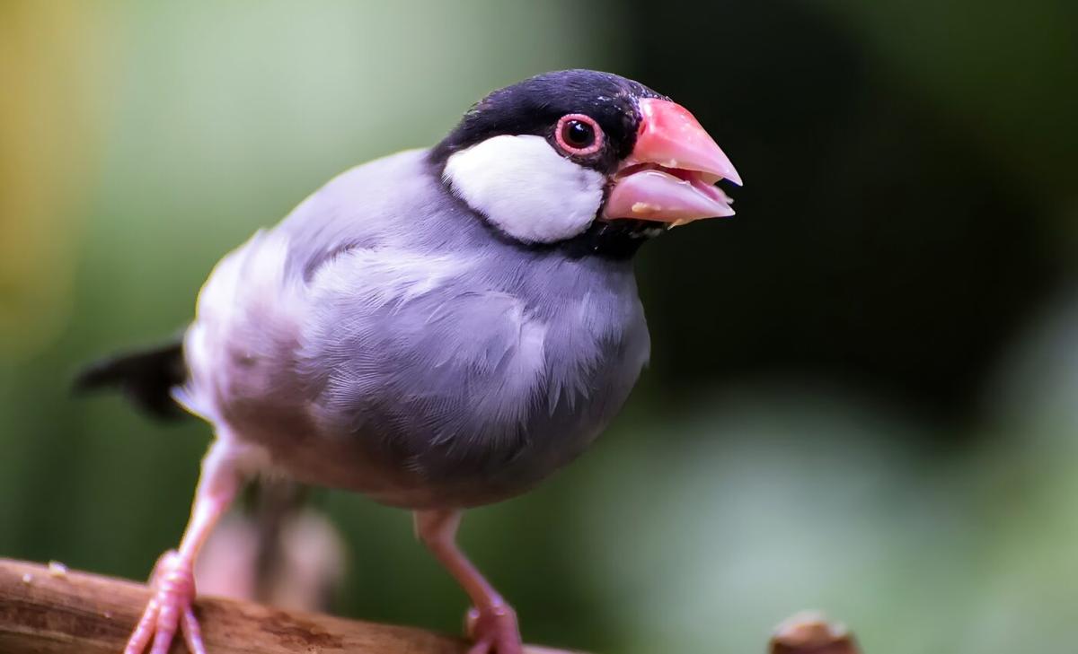 Java sparrows get swollen eye rings when they're ready to mate