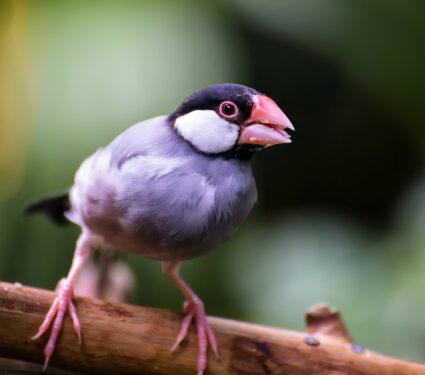 Java-sparrows.jpg