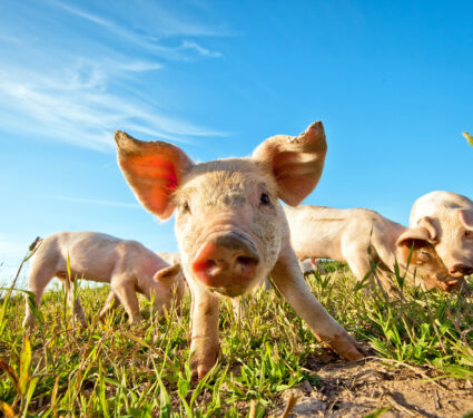 Pig,On,A,Pig,Farm,In,Dalarna,,Sweden