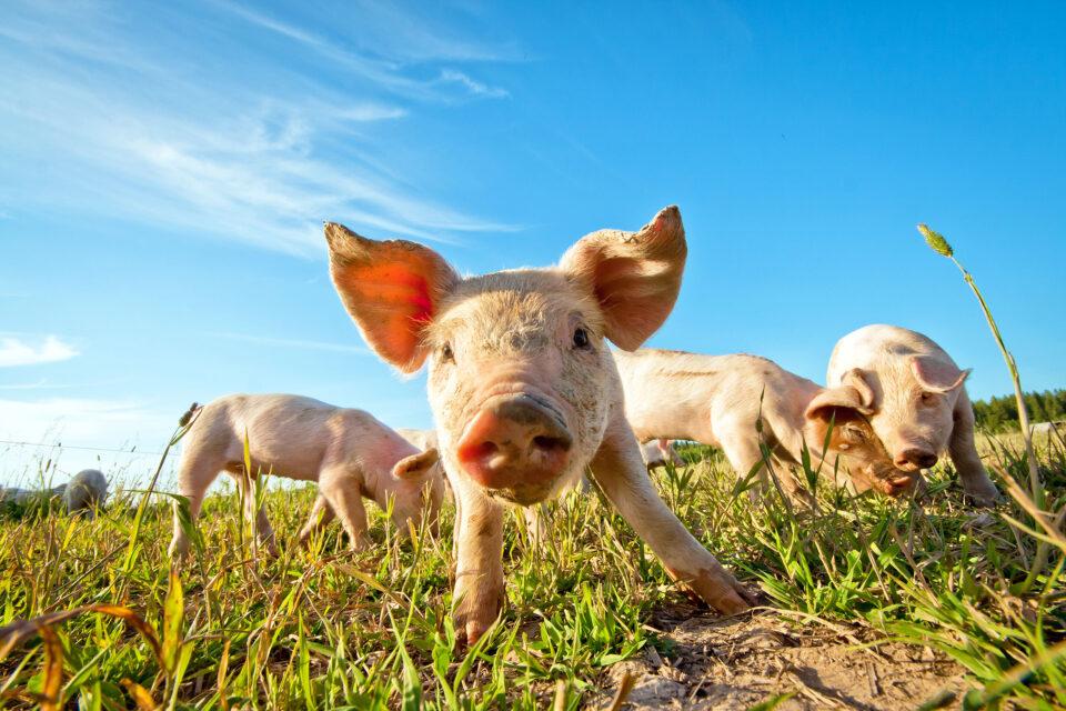 Animal welfare concerns more people than climate change