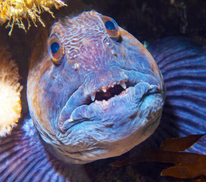 2023/10/wolffish_face_1medium.jpg