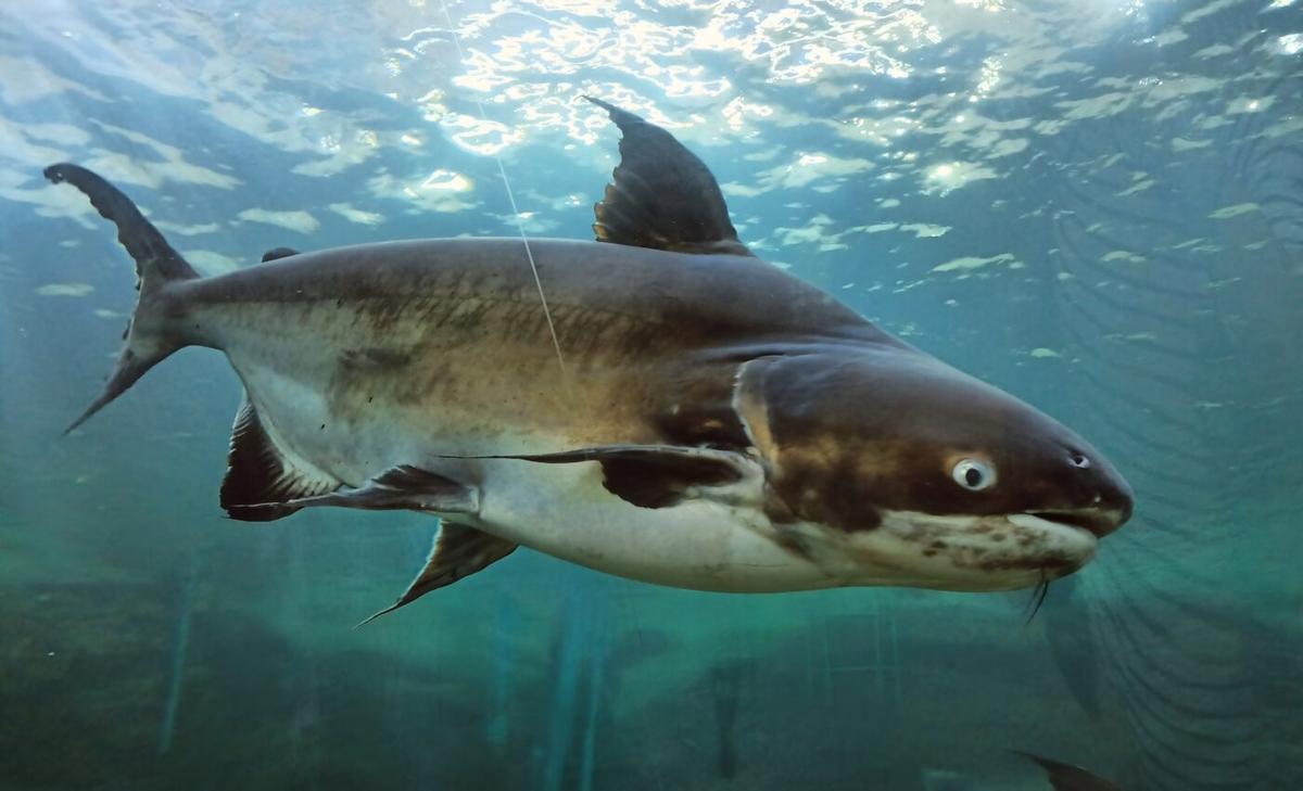 Shimmying like electric fish is a universal movement across species