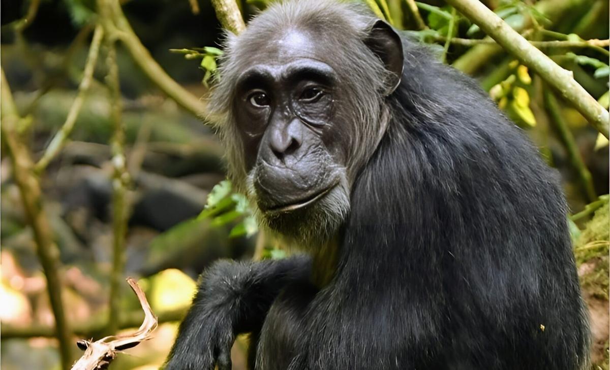 Humans are not the only primates that experience menopause