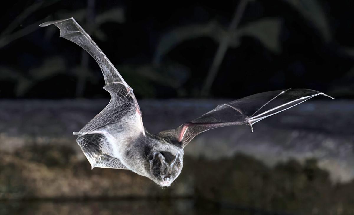 Barbastelle bats inherited a unique hunting advantage
