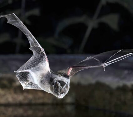 Barbastelle-bat.jpg