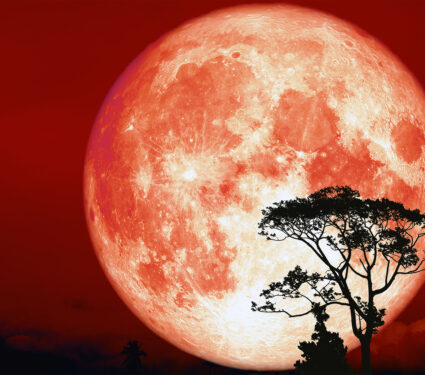 2023/10/hunters-moon_tree_2medium.jpg