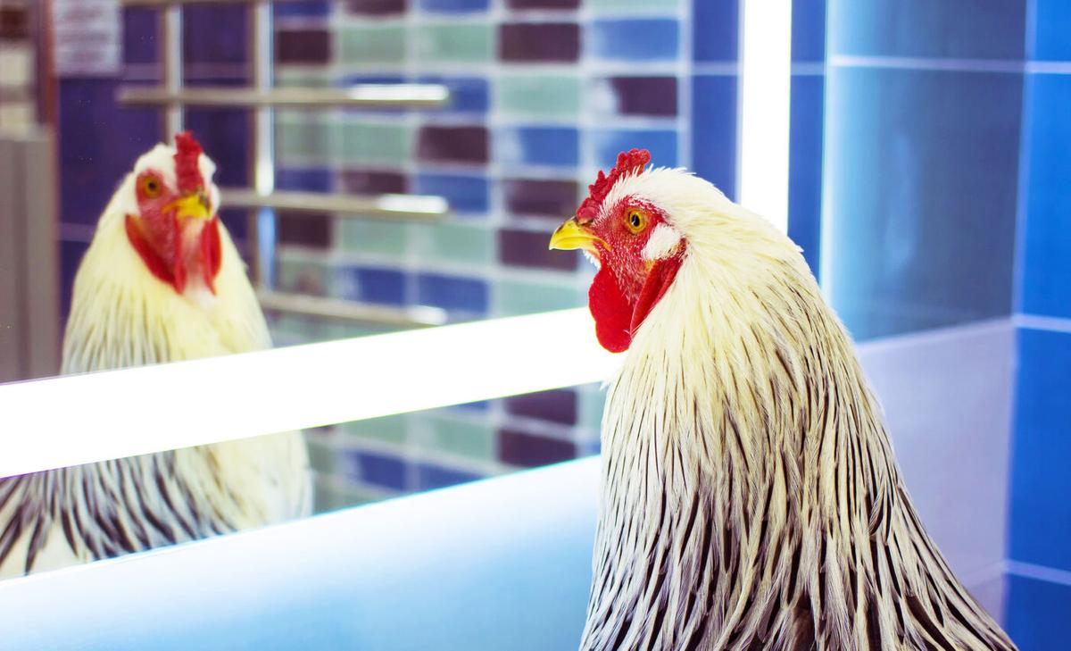 Roosters can recognize themselves in the mirror, demonstrating self-awareness