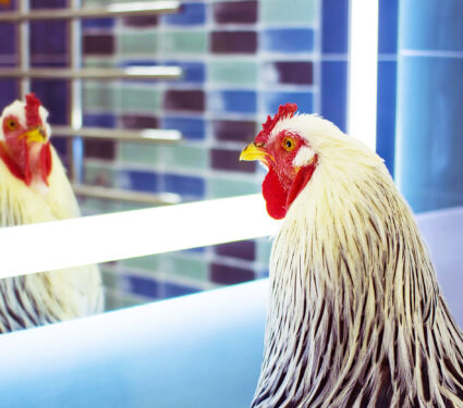 Rooster,Looking,At,Mirror
