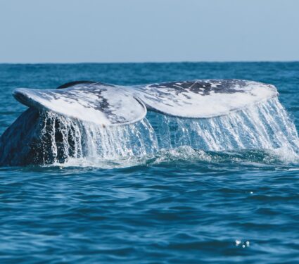 Early-whaling.jpg