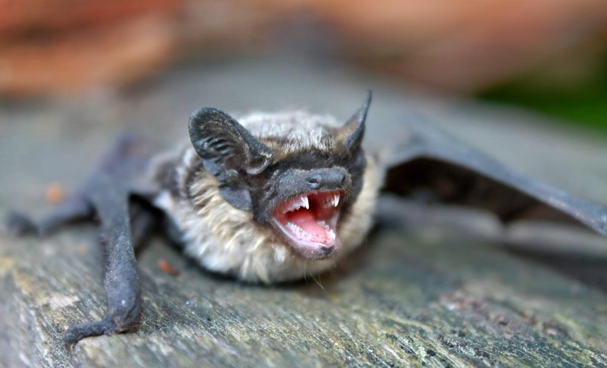 Evolutionary secrets: How bat teeth adapted to their diverse diets