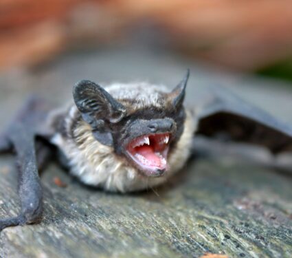 Bat-teeth.jpg