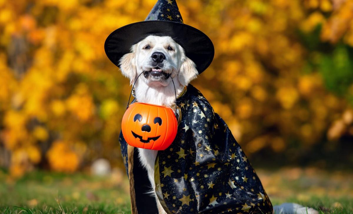 How to keep your pet safe and calm in a Halloween costume