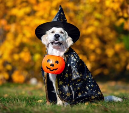 Pet-costumes.jpg