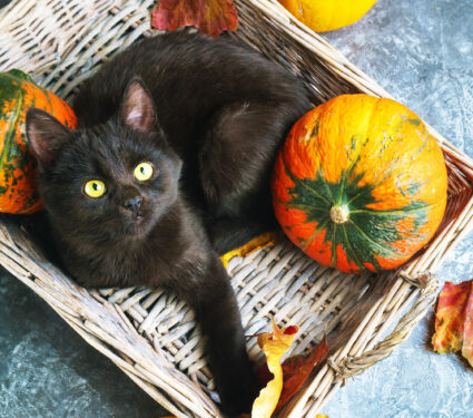 2023/10/black-cat_pumpkin_1medium.jpg