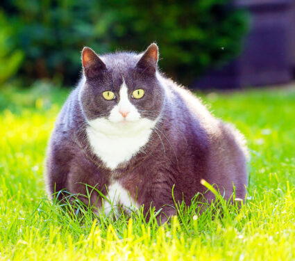 Slight,Obese,,Or,Fat,,Pussy,Cat,Outside,In,The,Sunny